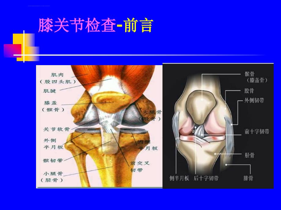 膝关节体格检查ppt课件_第3页