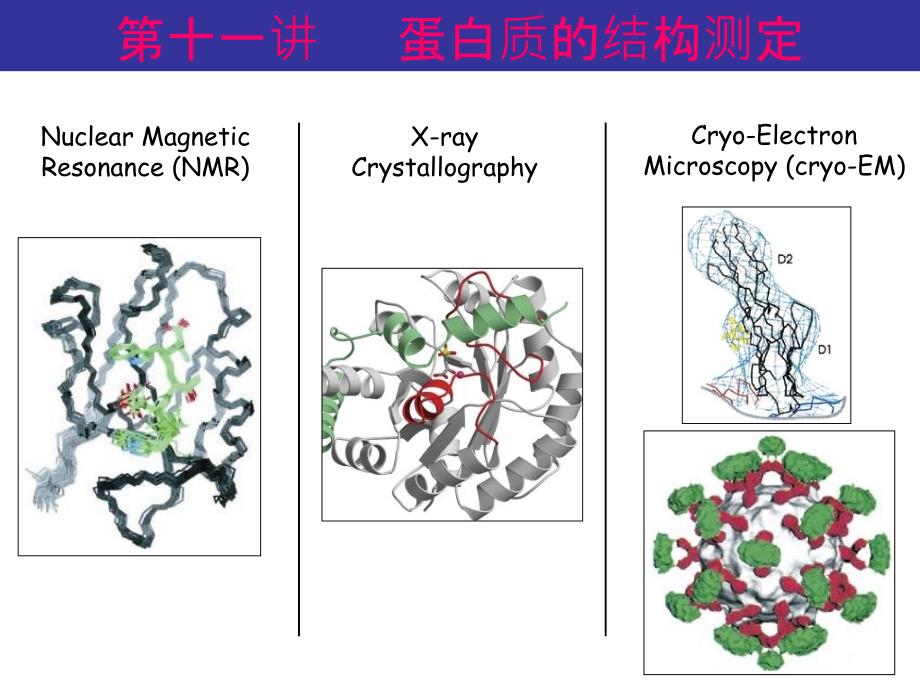 蛋白质的结构测定PPT课件_第4页