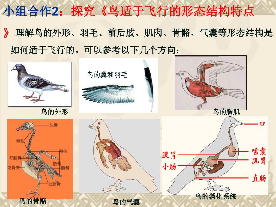 使用新人教版八年级上册第五单元第一章第六节鸟2_第4页