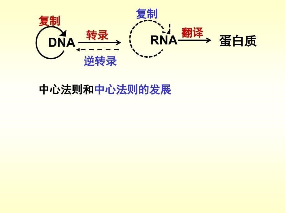 4.2基因对性状的控制课件杨媚_第5页