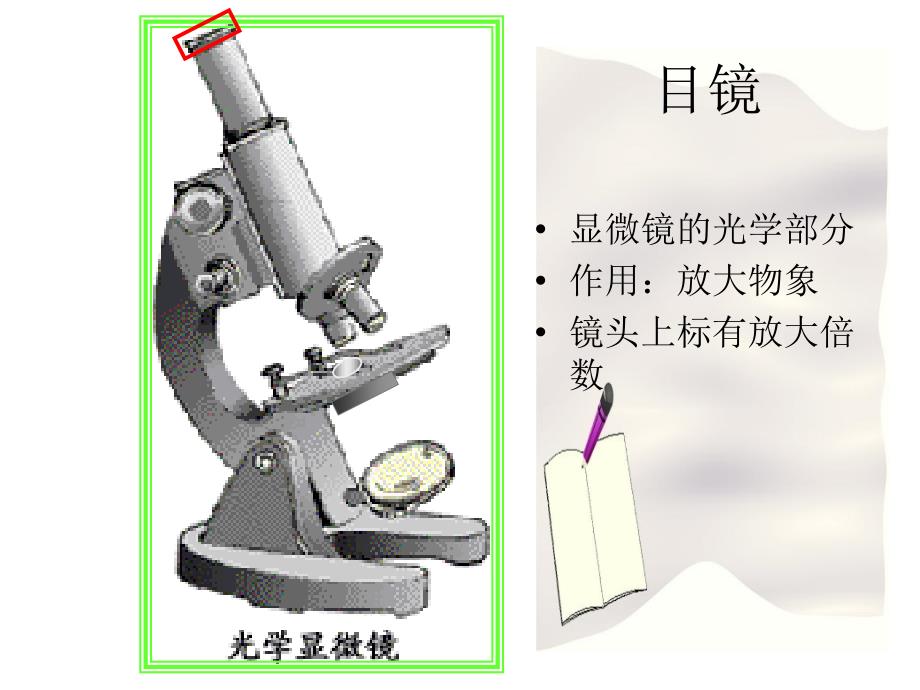 练习使用显微镜_第2页