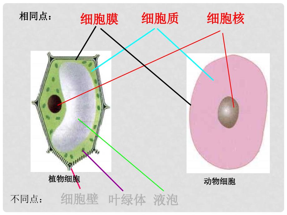 七年级生物上册 第二单元 第一章 第四节 细胞的生活教学课件 （新版）新人教版_第2页