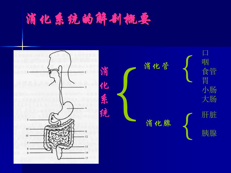 《消化系统》PPT课件_第2页