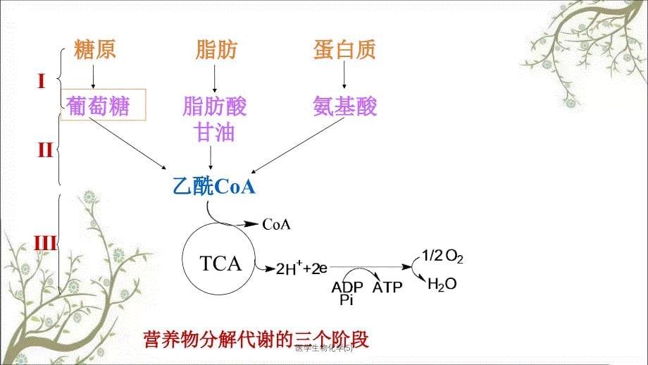 医学生物化学(5)_第5页