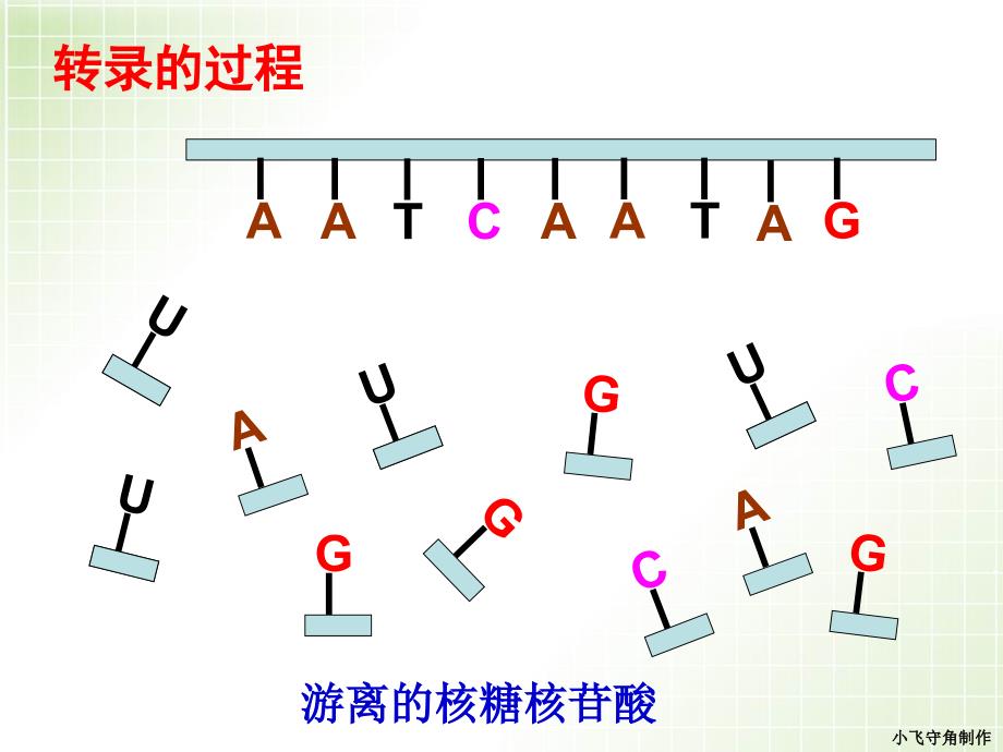 转录和翻译的过程.ppt_第1页