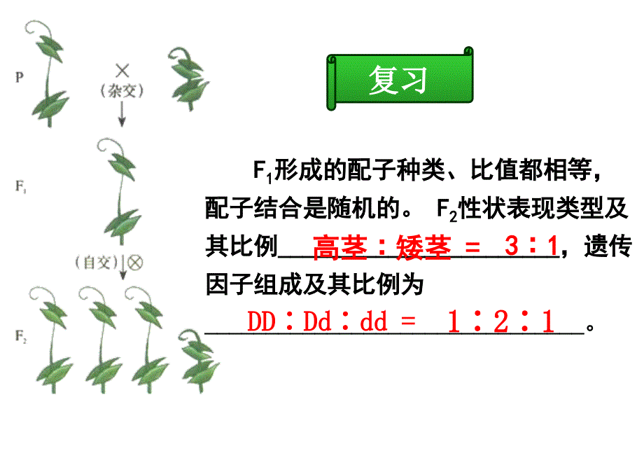 1.2孟德尔的豌豆杂交实验课件8_第1页