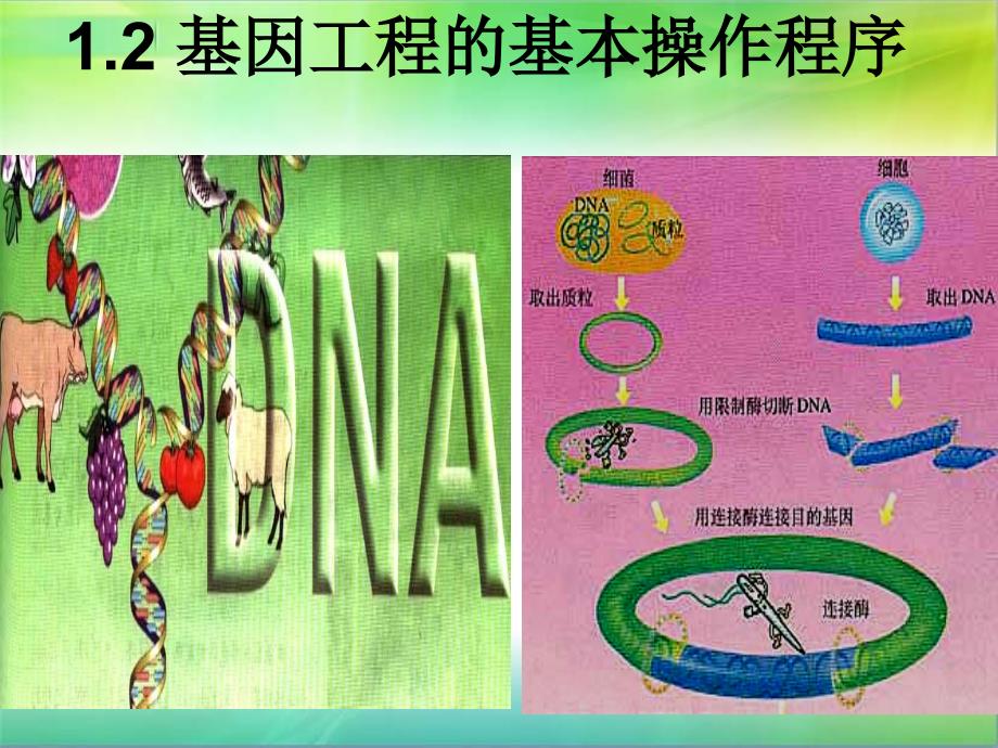 DNA重组技术的基本步骤_第1页