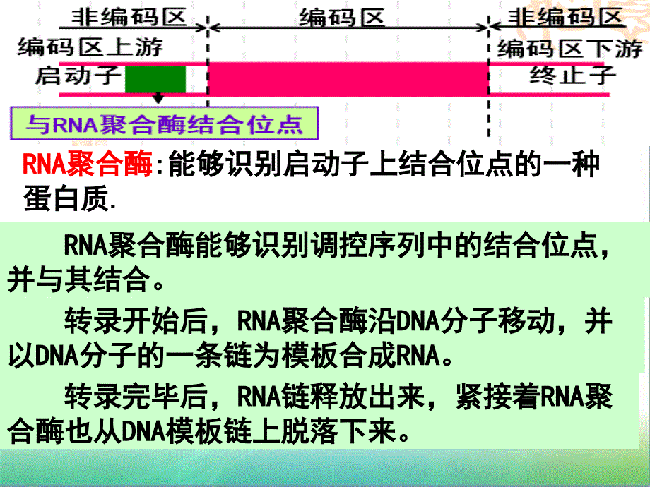 DNA重组技术的基本步骤_第4页