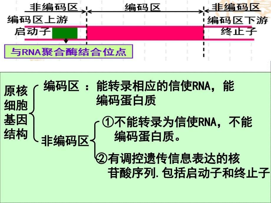 DNA重组技术的基本步骤_第5页