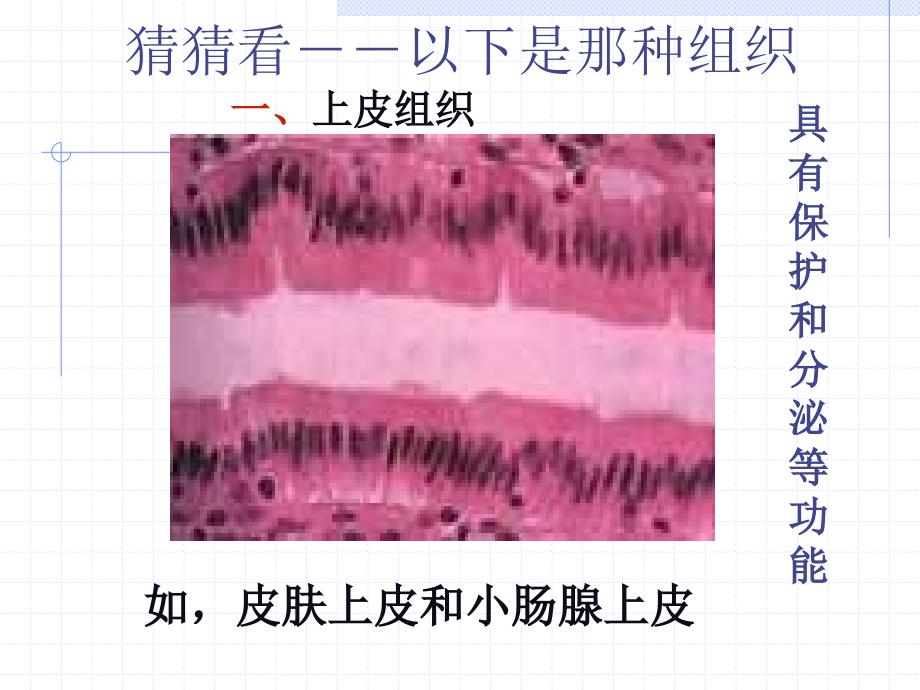 2.3.1　动物体的构层次 1_第4页