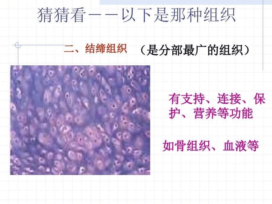 2.3.1　动物体的构层次 1_第5页