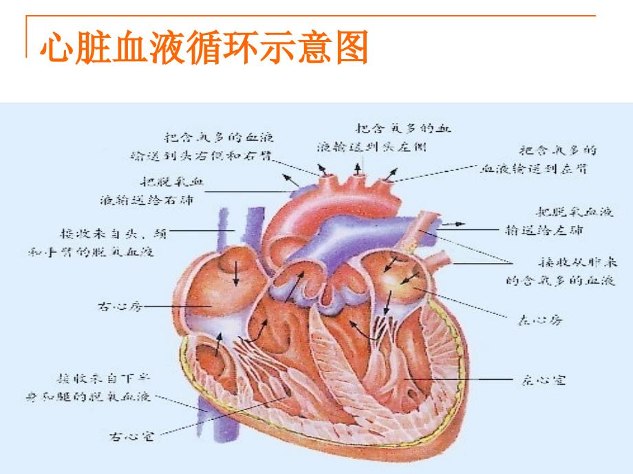 心脏外科概述PPT课件_第3页