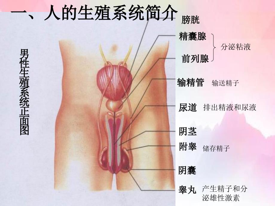 第二节人生殖_第4页