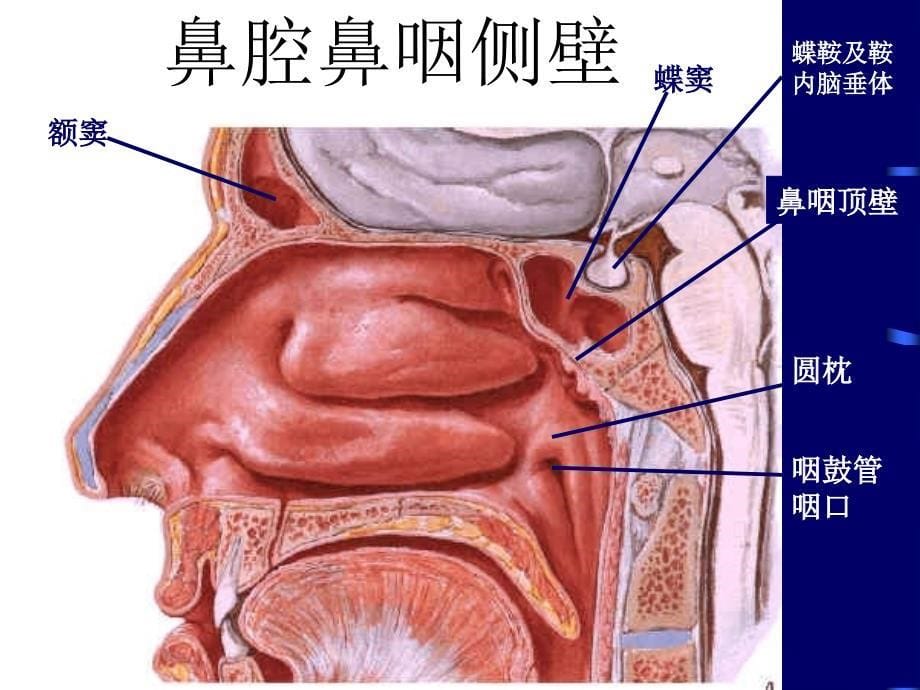 医学教学课件：咽科学_第5页