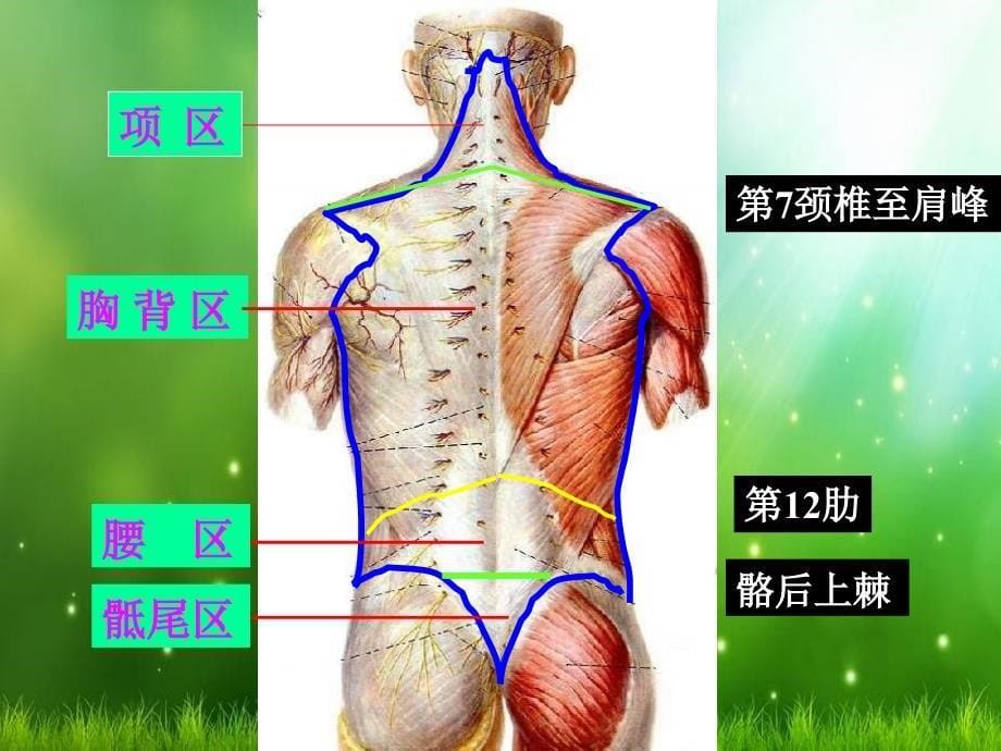 麻醉解剖学第八章脊柱区的解剖及穿刺_第5页