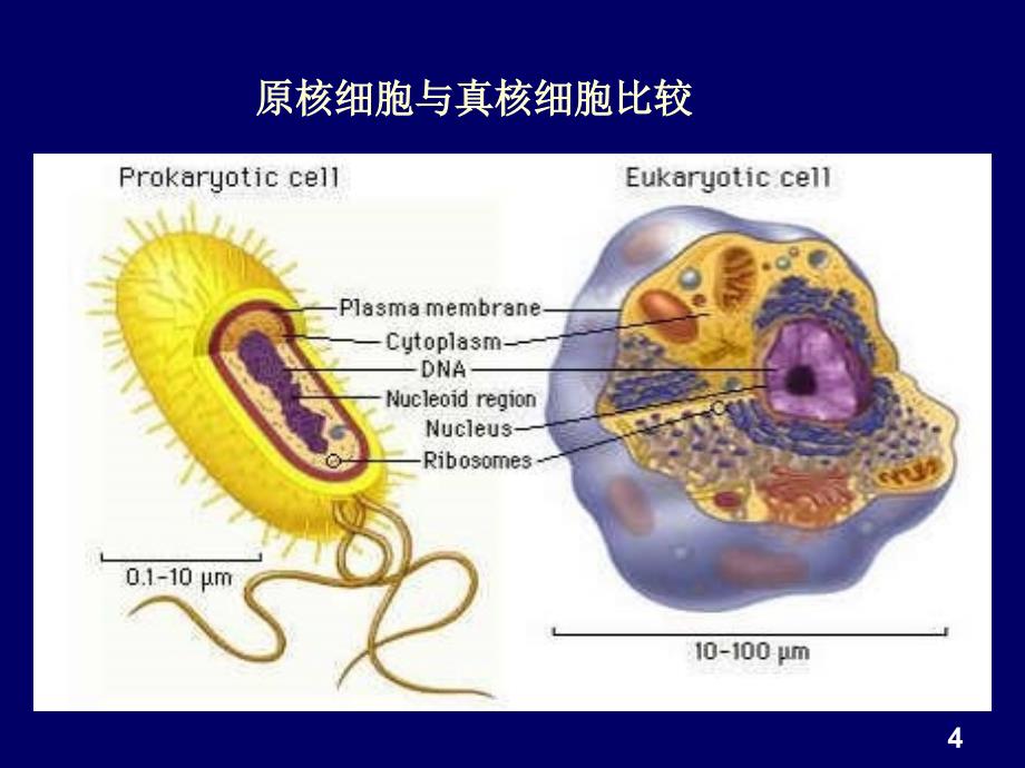 经典一组织培养技术_第4页