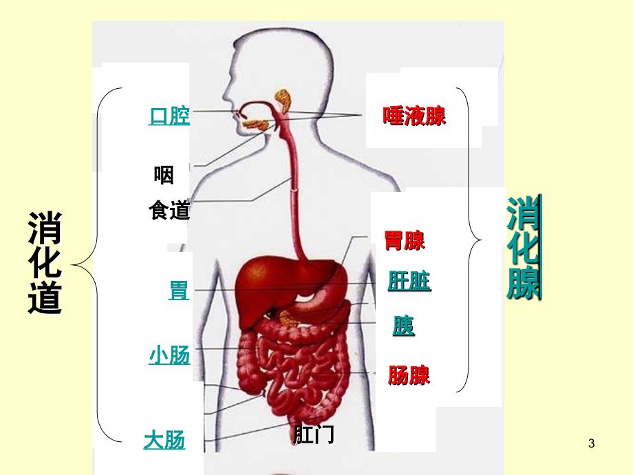 七年级生物消化与吸收课堂PPT_第3页