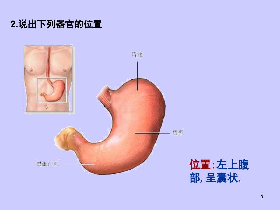 七年级生物消化与吸收课堂PPT_第4页