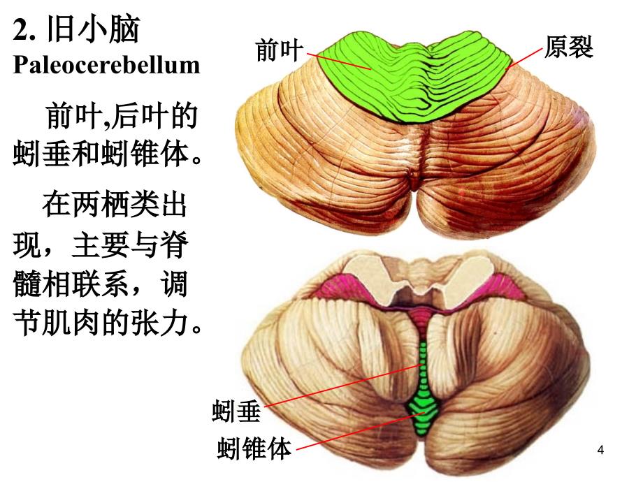 神经解剖学课件：04 小脑和间脑_第4页