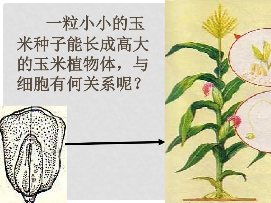 甘肃省民勤县第五中学七年级生物上册《细胞通过分裂产生新细胞》课件 新人教版_第2页