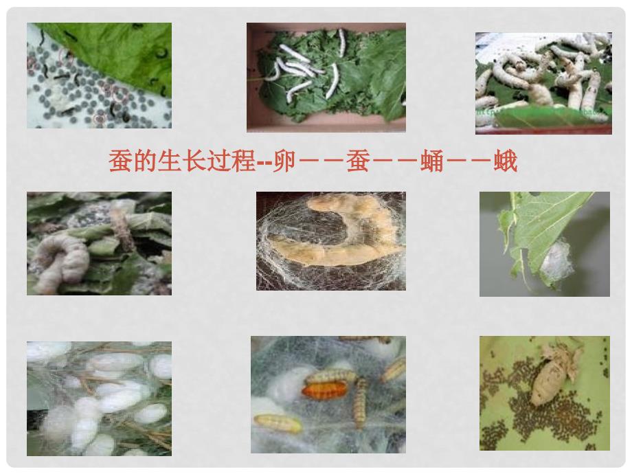 四年级科学下册 养蚕经验交流会 1课件 苏教版_第2页