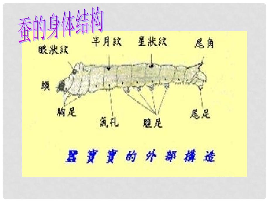 四年级科学下册 养蚕经验交流会 1课件 苏教版_第3页