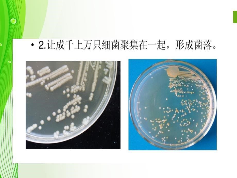 大班-可怕的细菌PPT课件02_第5页