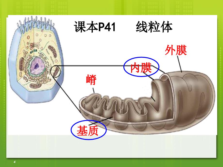 细胞呼吸模型构建课型研讨_第4页