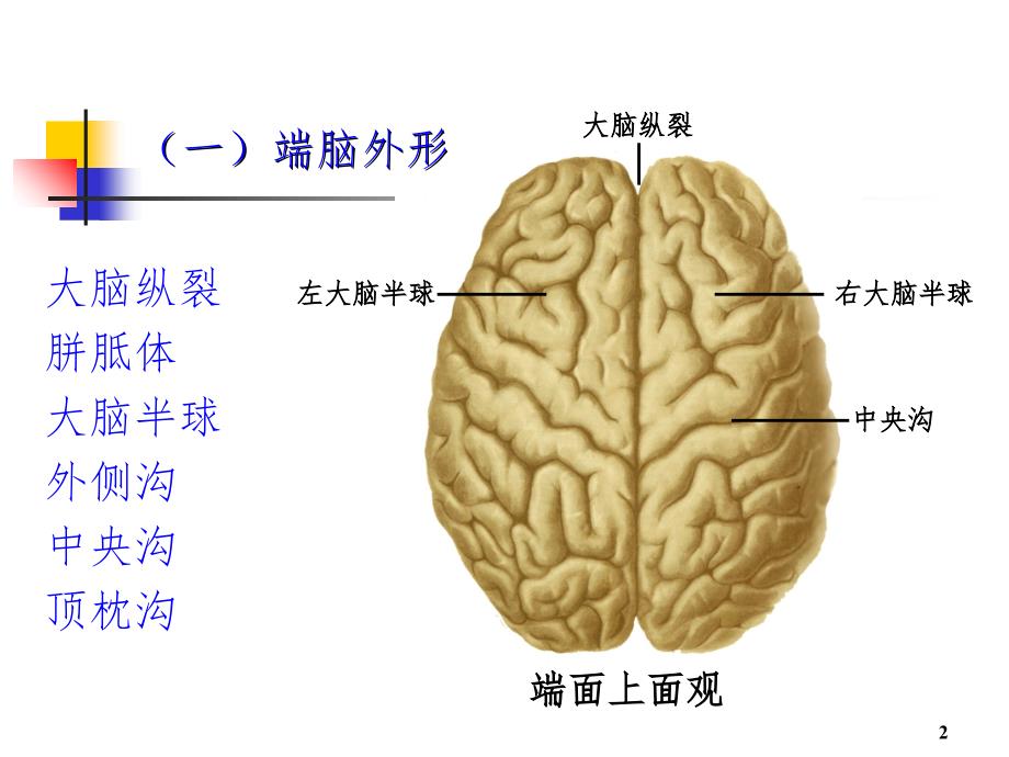 系统解剖学端脑PPT课件_第2页