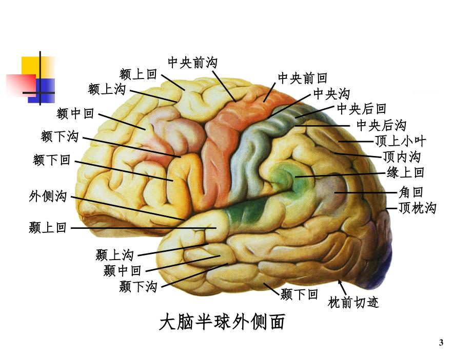 系统解剖学端脑PPT课件_第3页