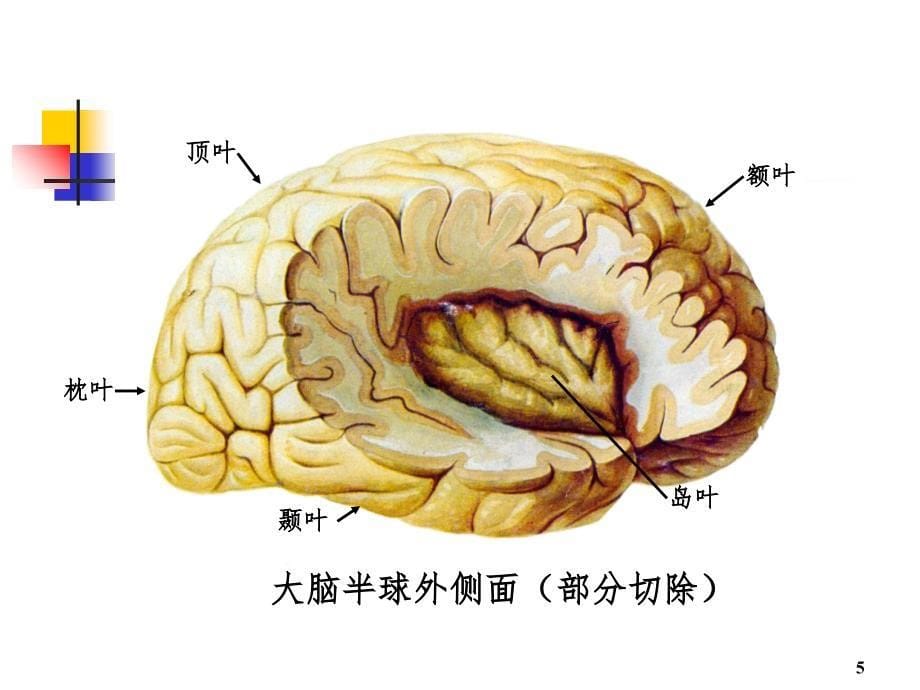 系统解剖学端脑PPT课件_第5页