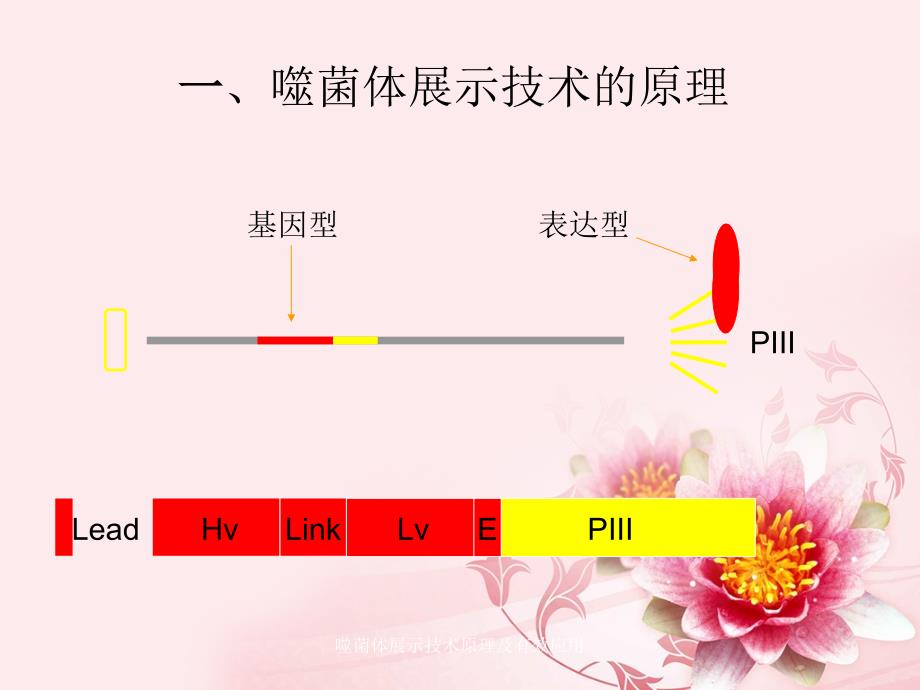 噬菌体展示技术原理及有效应用_第2页