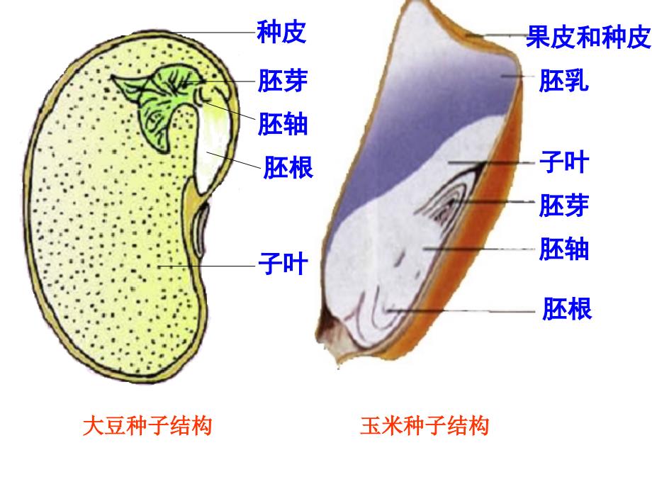 种子的萌发课件_第3页