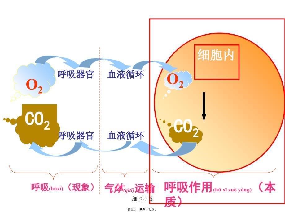 细胞呼吸课件_第5页