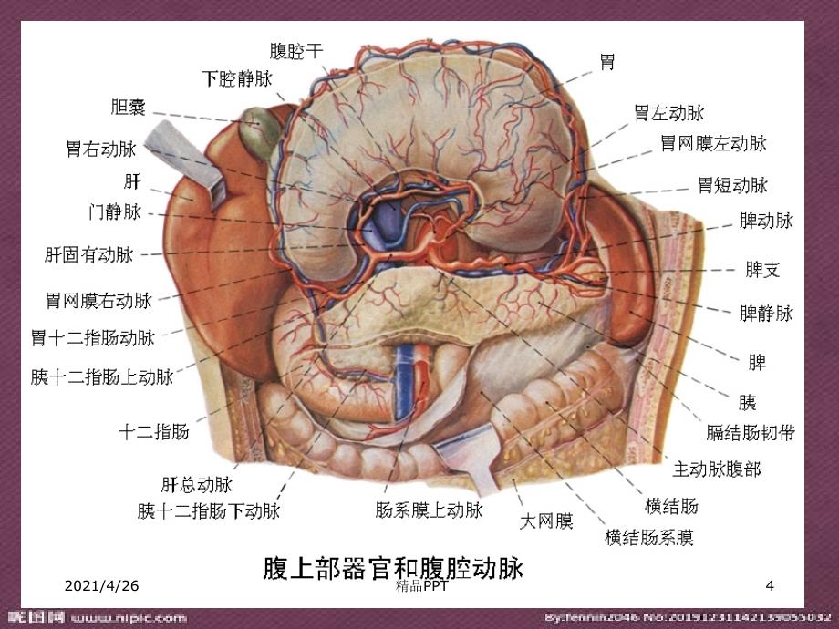 胃周淋巴结分组及分期教学课件_第4页