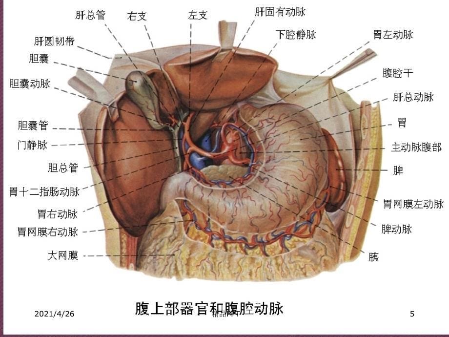 胃周淋巴结分组及分期教学课件_第5页