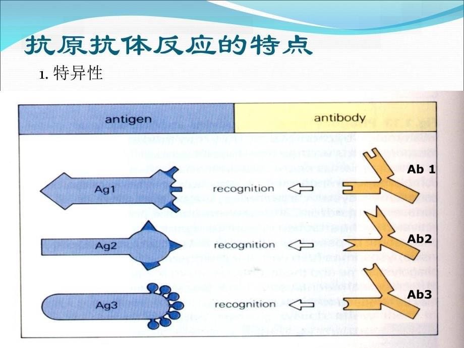 医学免疫学实验一抗原抗体反应_第5页