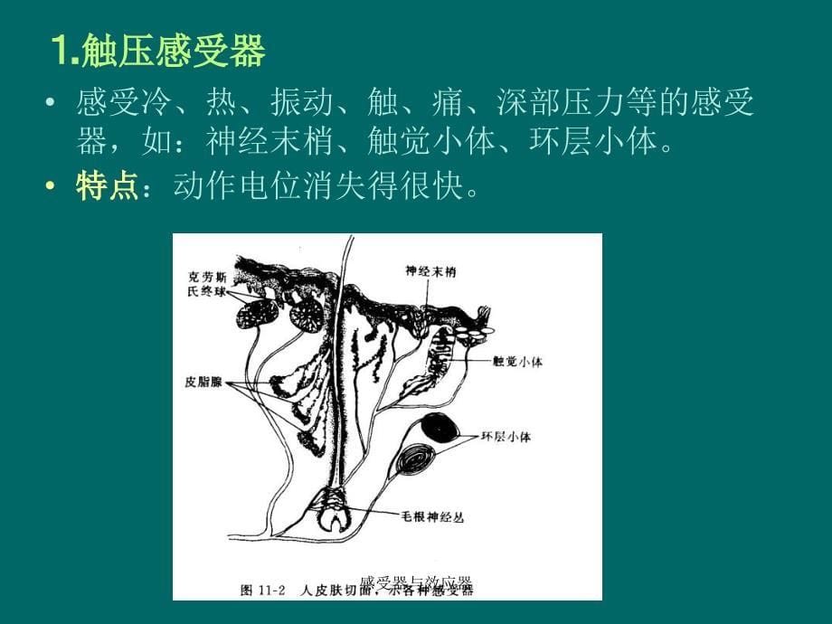 感受器与效应器课件_第5页