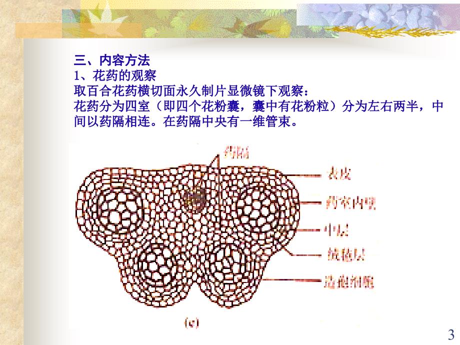 花的发育和果实ppt课件_第3页