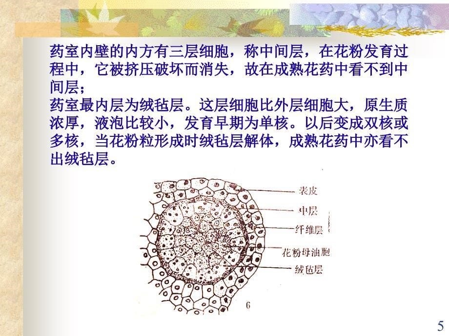 花的发育和果实ppt课件_第5页