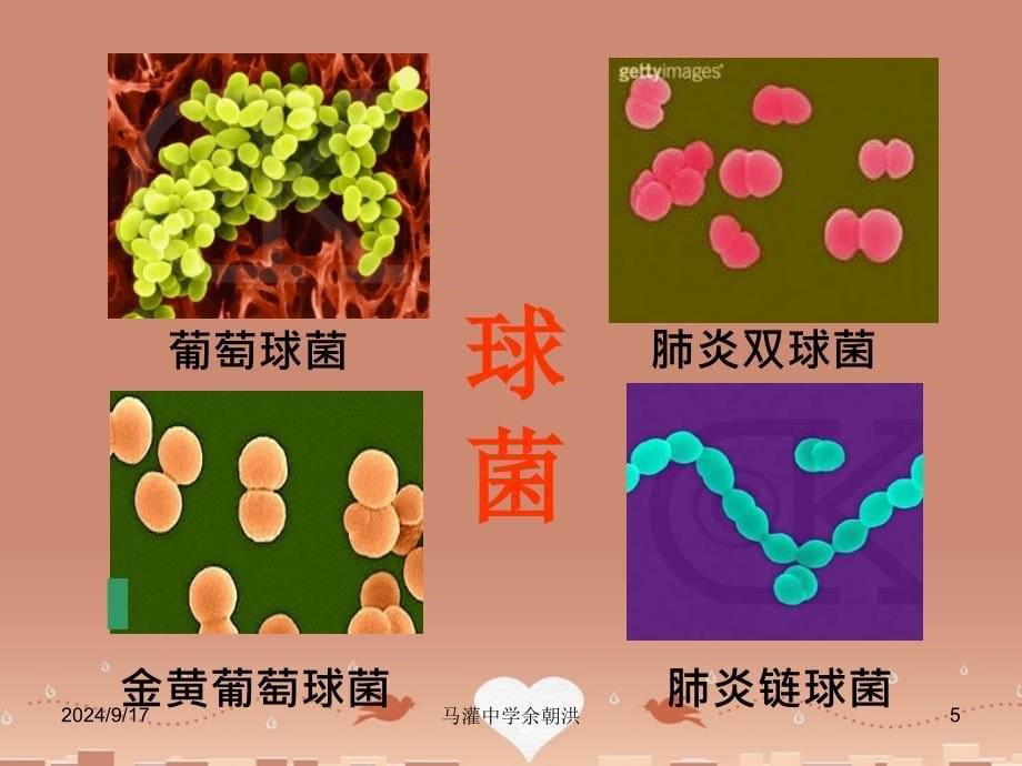 细菌（马灌中学余朝洪）_第5页