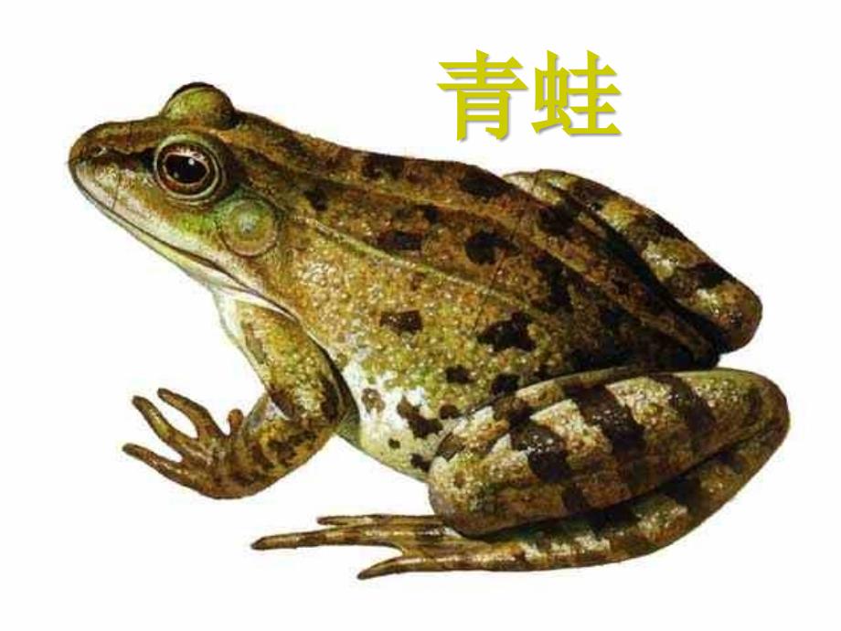 广东省深圳市八年级生物上册 19.2两栖动物的生殖与发育课件 （新版）北师大版_第4页