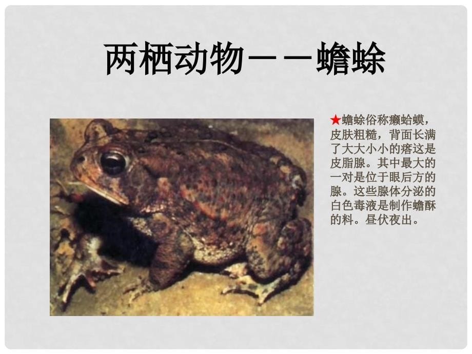 广东省深圳市八年级生物上册 19.2两栖动物的生殖与发育课件 （新版）北师大版_第5页