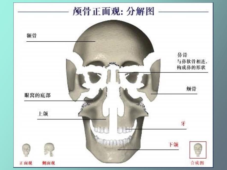 口腔颌面颈部系统解剖_第4页