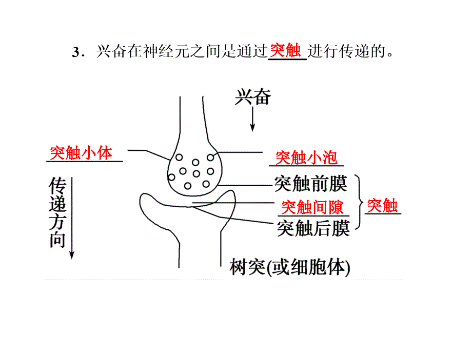 第一讲人和动物生命活动的调节_第3页