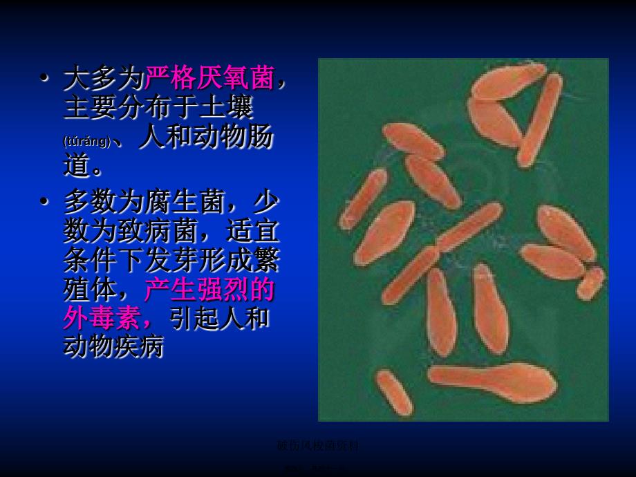 破伤风梭菌资料课件_第4页