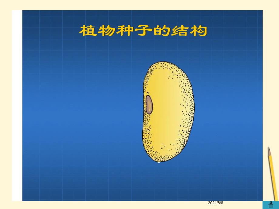 七年级生物上册植物种子的萌发课件苏教版3_第3页