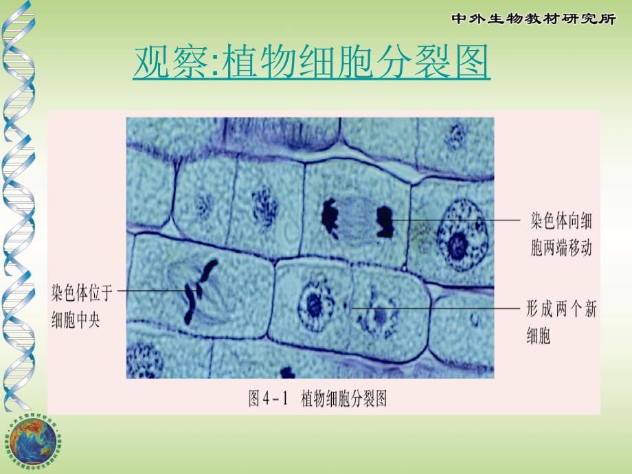 细胞分裂与分化_第2页