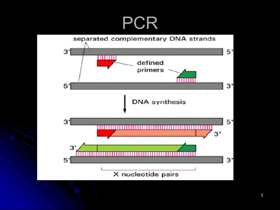 三节聚合酶链反应polymerasechareactionPCR_第2页