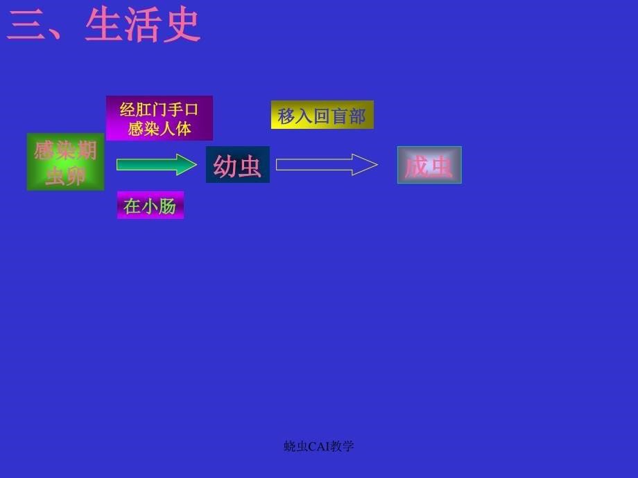 蛲虫CAI教学课件_第5页